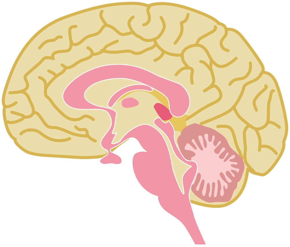 OnlineLabels Clip Art - Human Brain Drawing